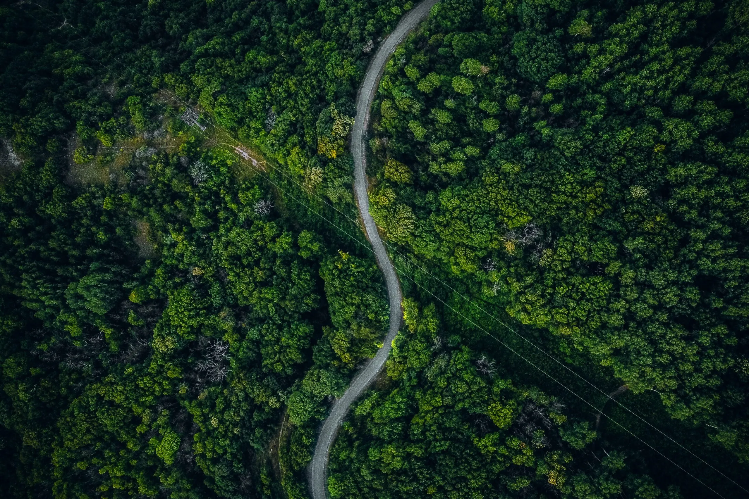 drone shot of a forest